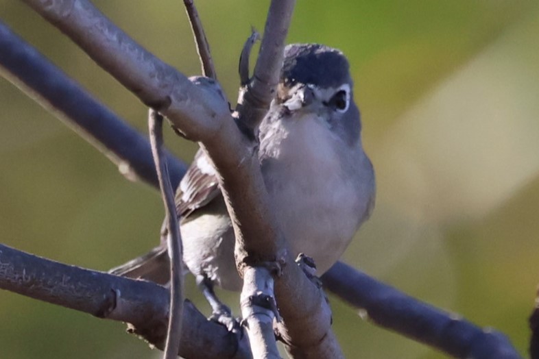 Vireo Plomizo - ML646711935