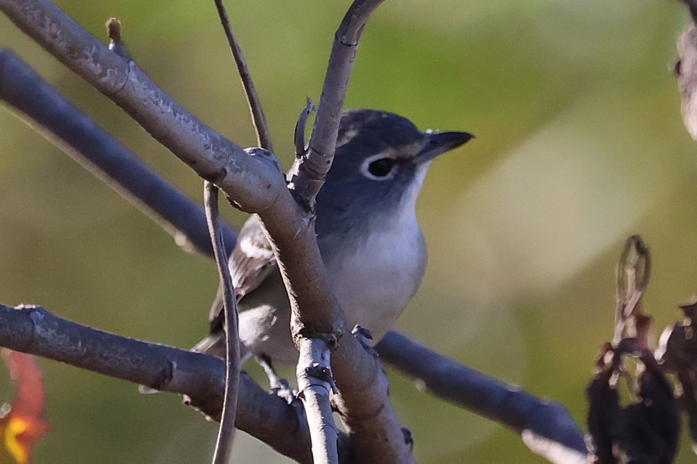 Vireo Plomizo - ML646711936