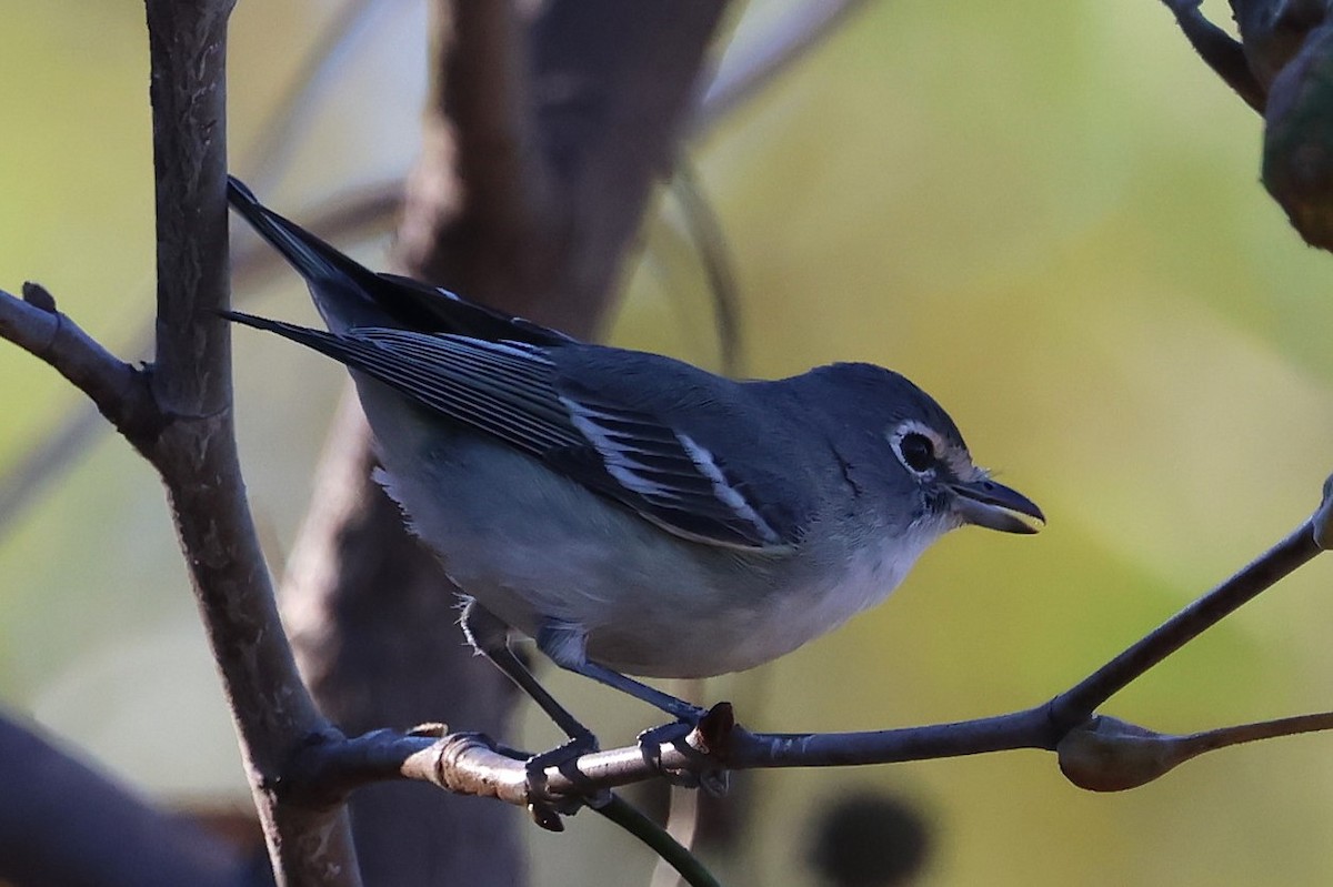 Vireo Plomizo - ML646711937