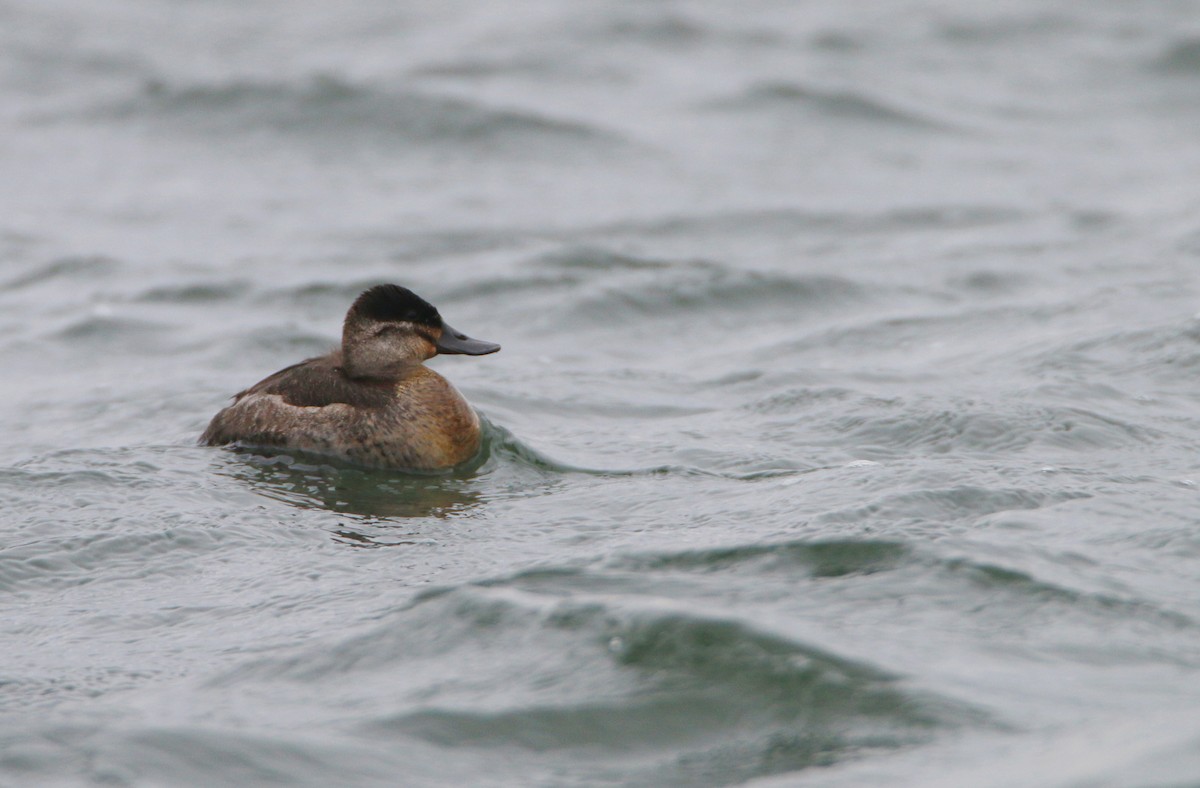 Schwarzkopf-Ruderente - ML646711939