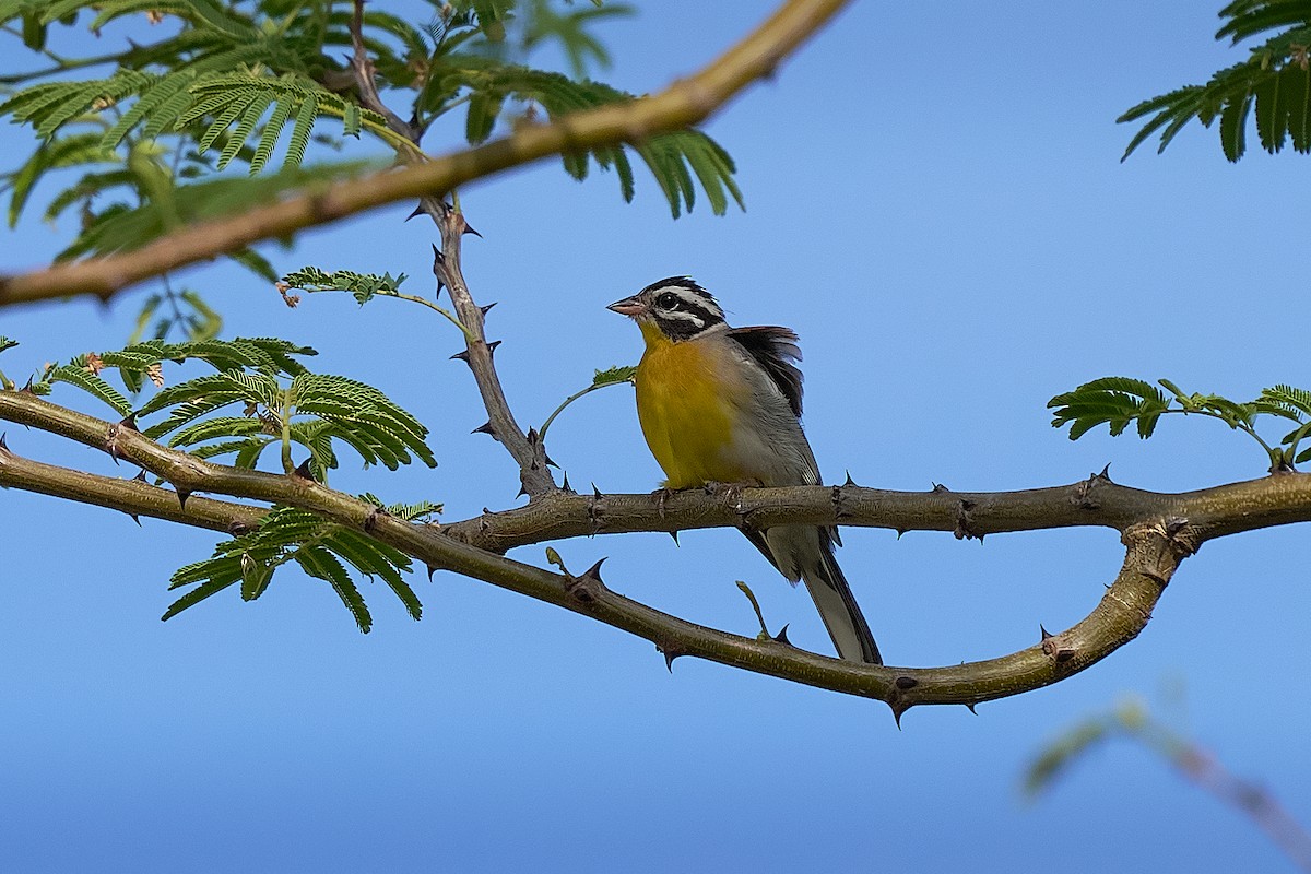 Golden-breasted Bunting - ML646711948