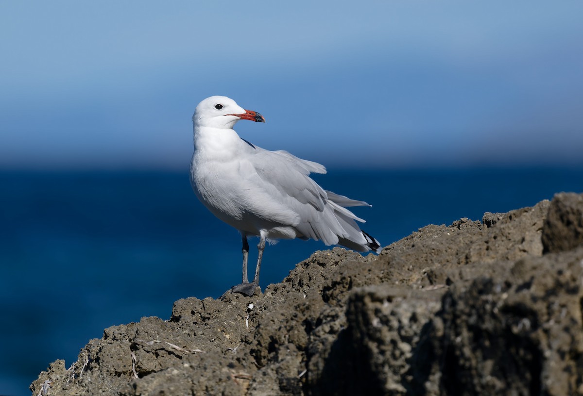middelhavsmåke - ML646711951