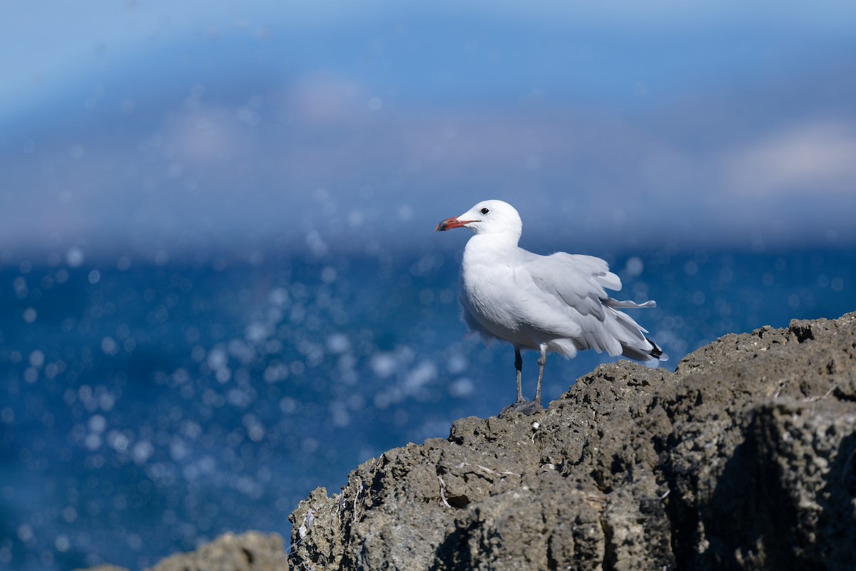 middelhavsmåke - ML646711952