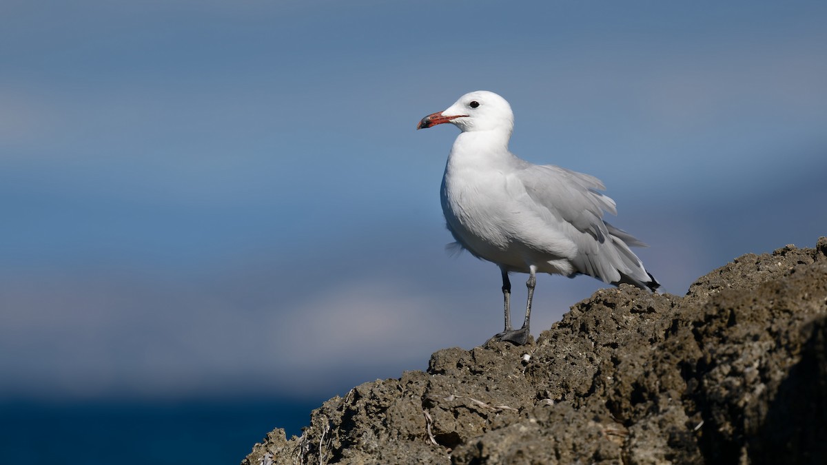 middelhavsmåke - ML646711953