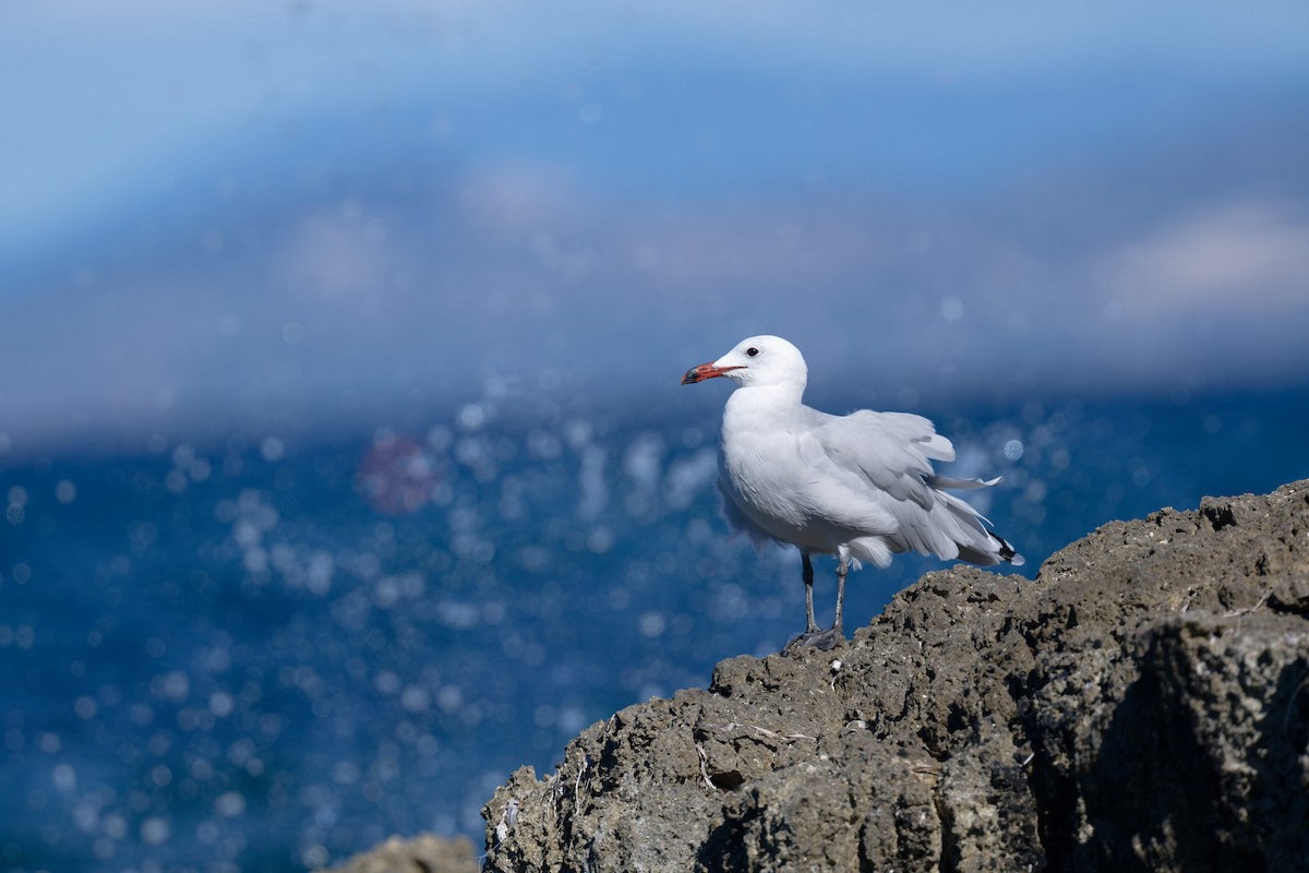 middelhavsmåke - ML646711954