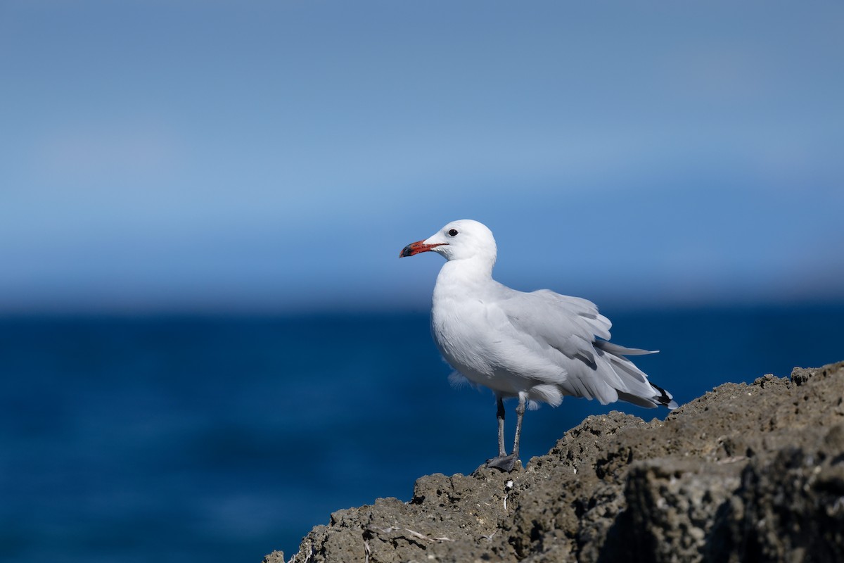 middelhavsmåke - ML646711956