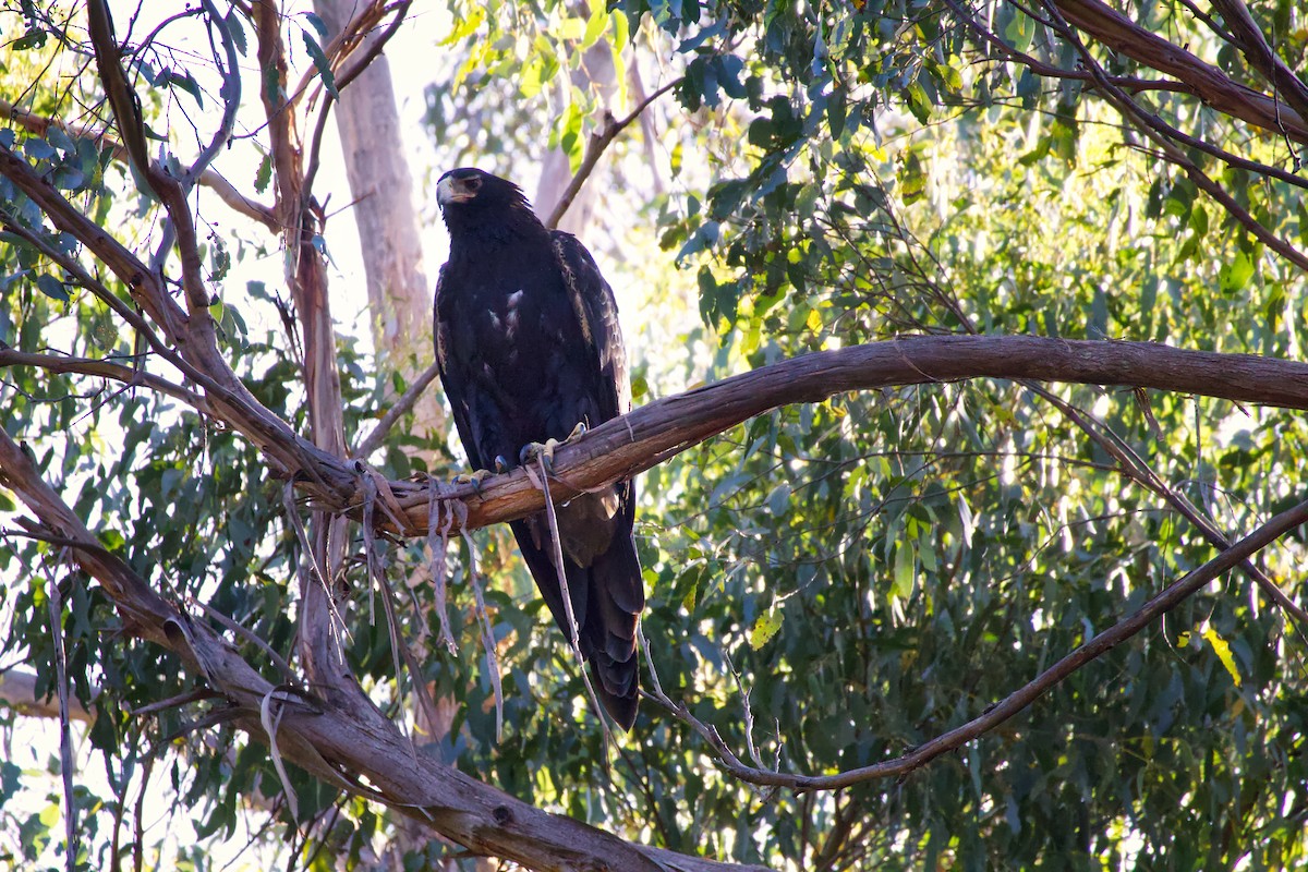 Клинохвостый орёл - ML646711957