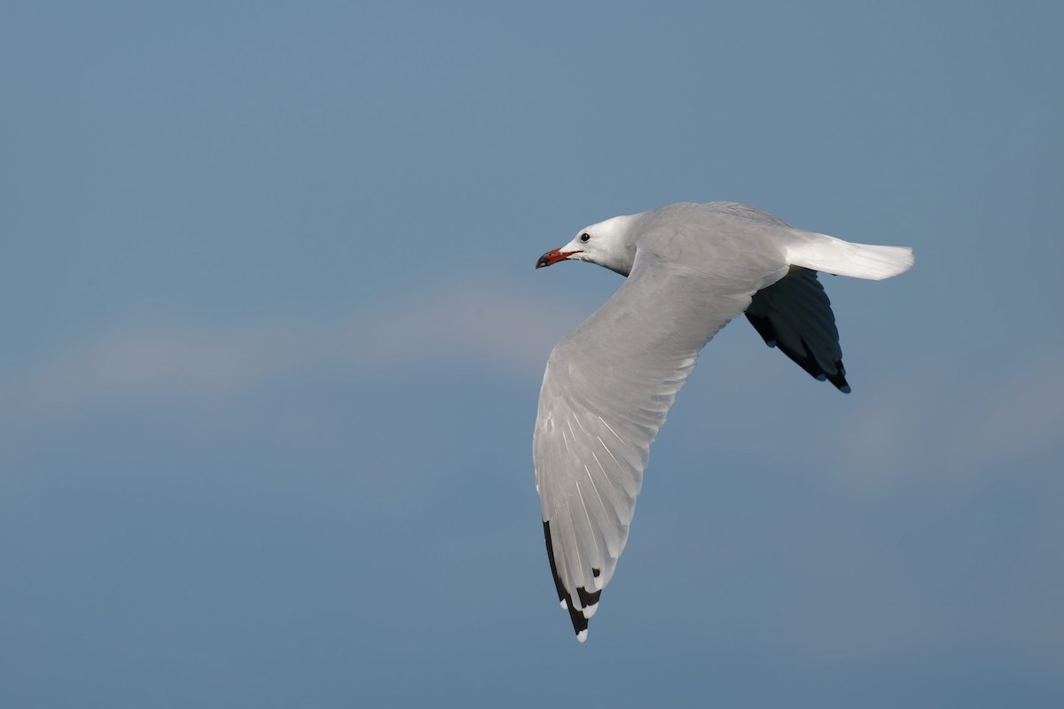 middelhavsmåke - ML646711961