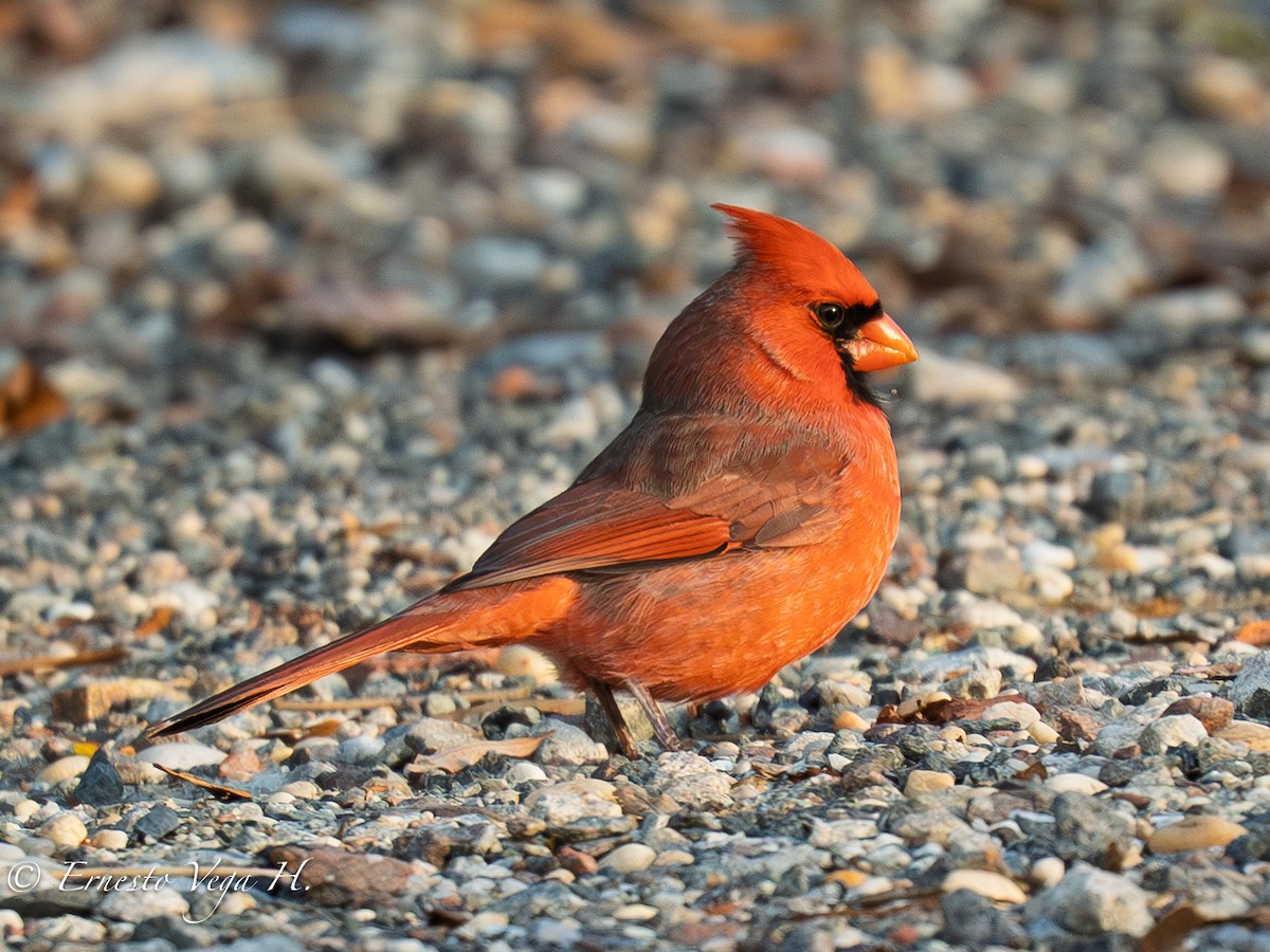 Northern Cardinal - ML646711962