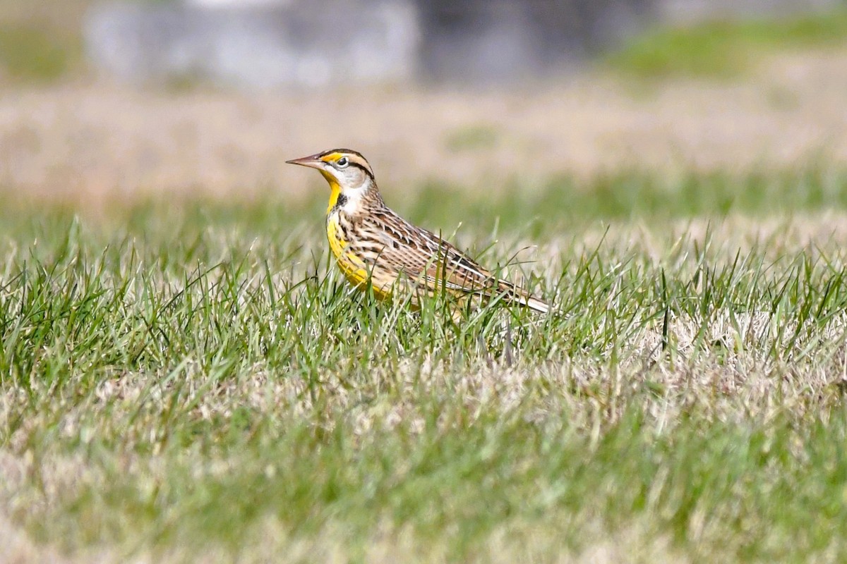 Doğulu Tarlasığırcığı - ML646711965