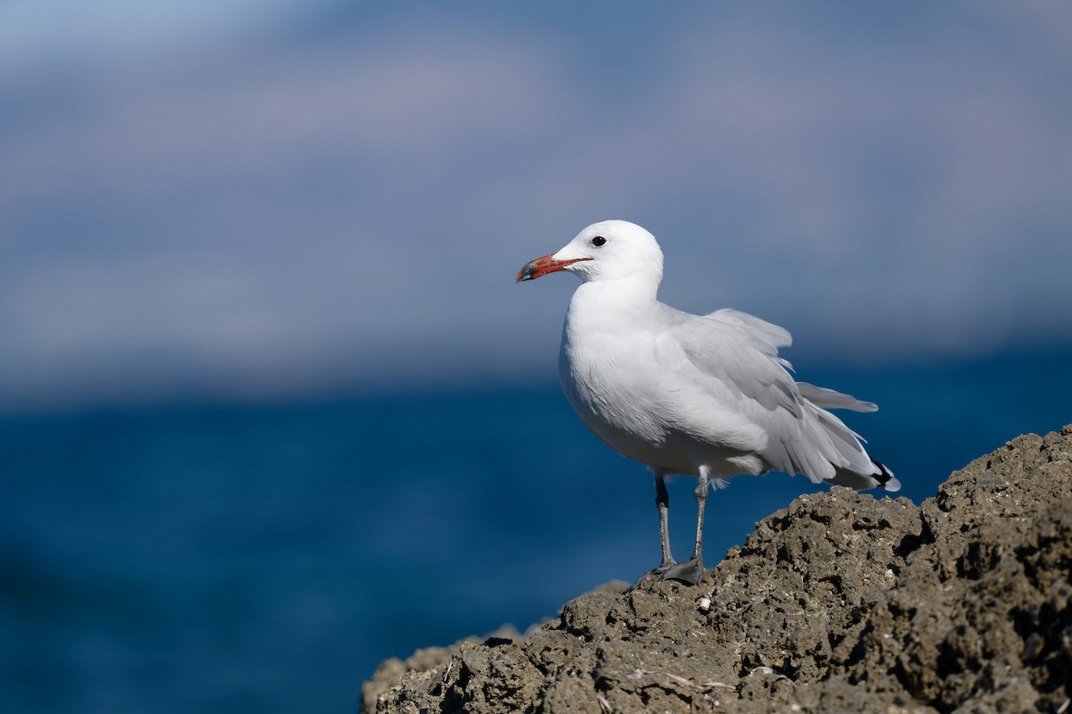 middelhavsmåke - ML646711966