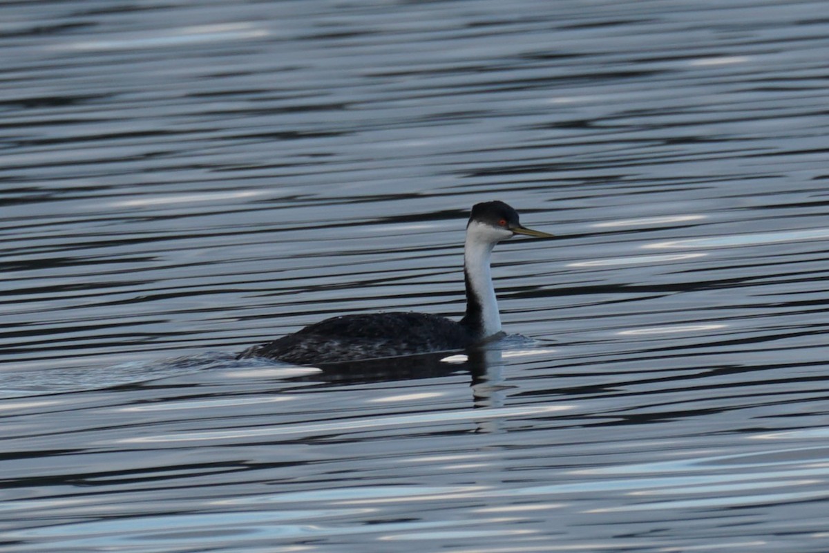 Western Grebe - ML646711969