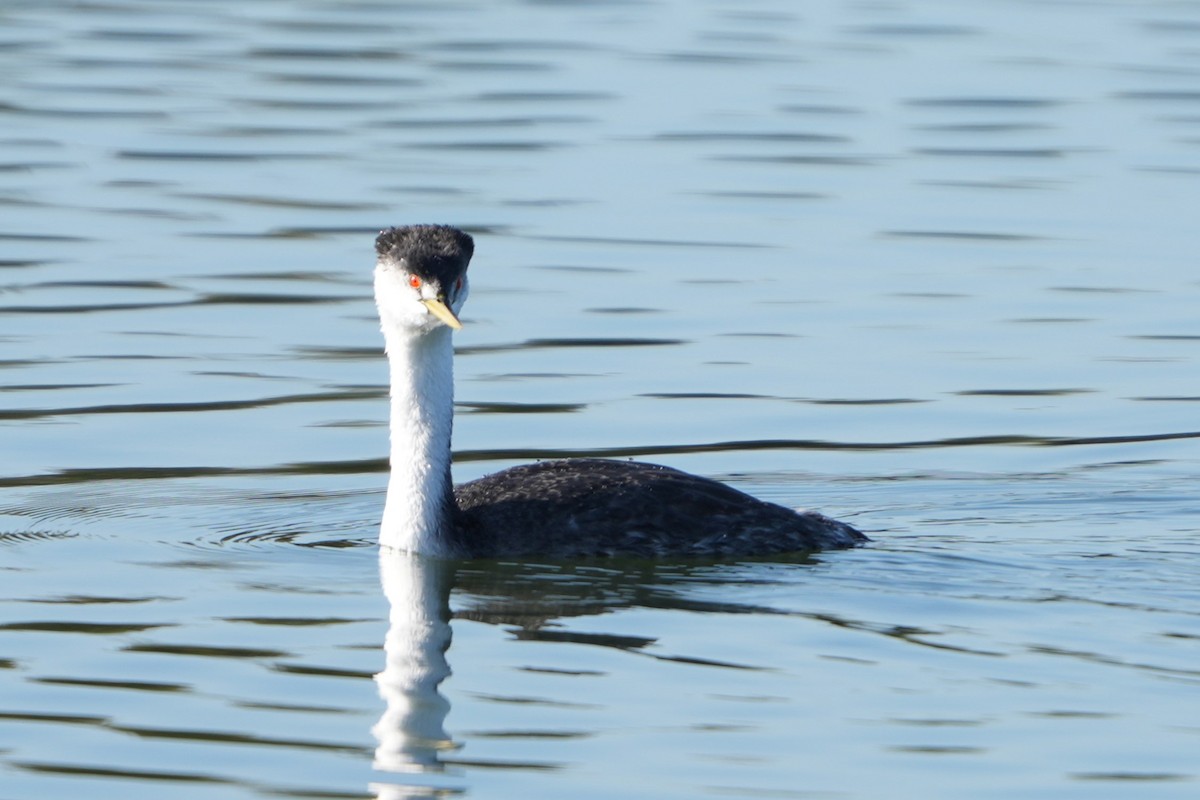 Western Grebe - ML646711970