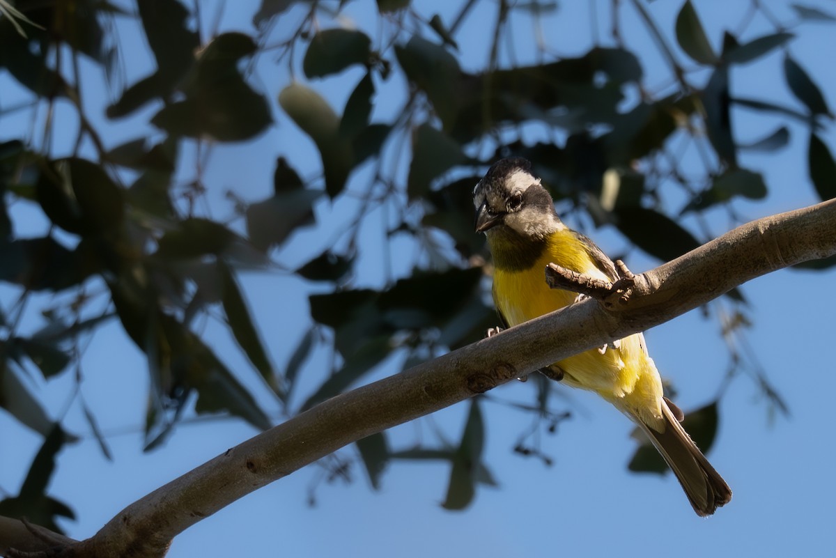 Eastern Shrike-tit - ML646711971