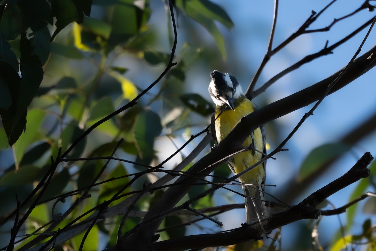 Eastern Shrike-tit - ML646711972