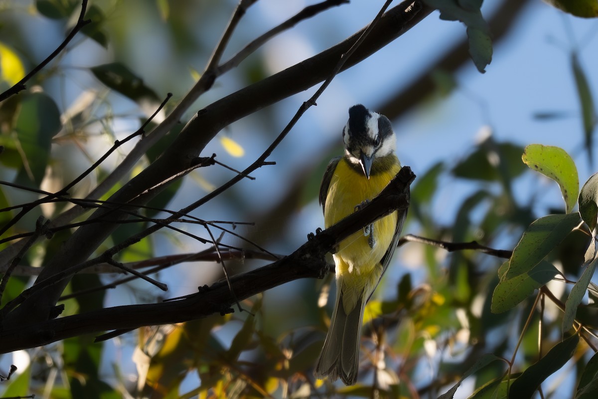 Eastern Shrike-tit - ML646711973