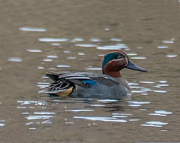 Cerceta Común (Euroasiática) - ML646711974