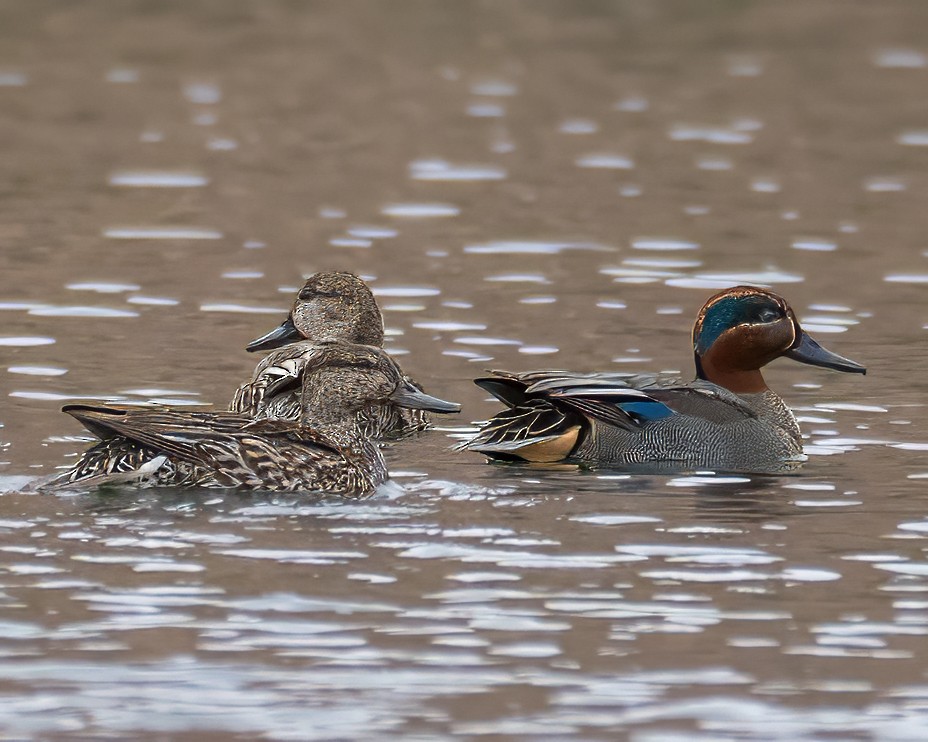 Cerceta Común (Euroasiática) - ML646711975