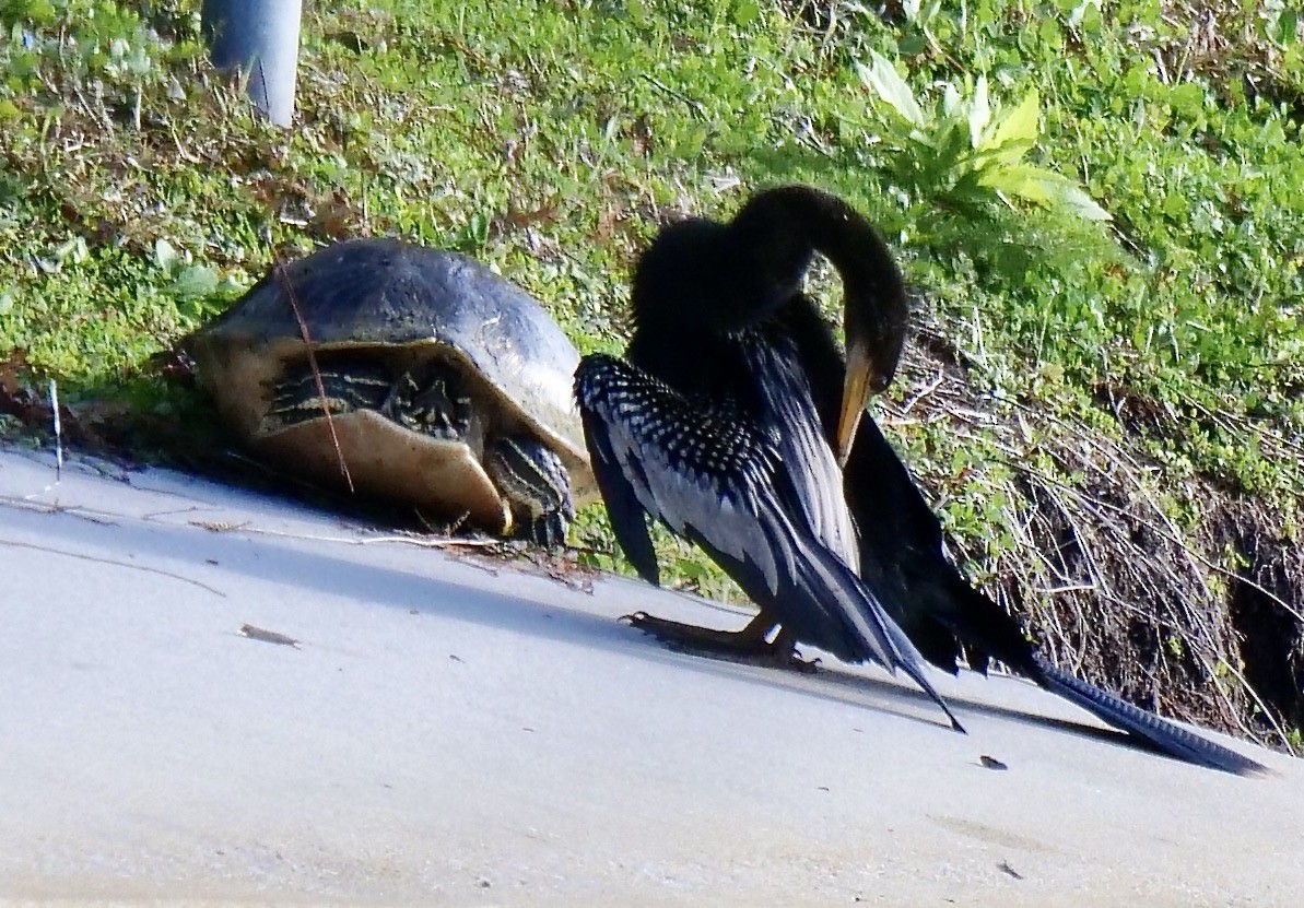 Amerika-Schlangenhalsvogel - ML646711977