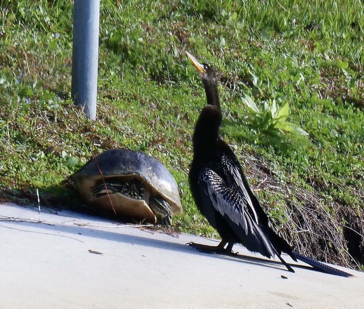 Amerika-Schlangenhalsvogel - ML646711978
