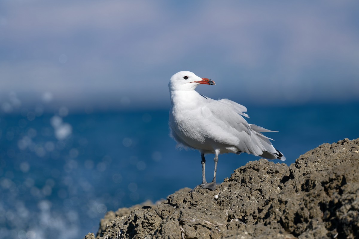 middelhavsmåke - ML646711984