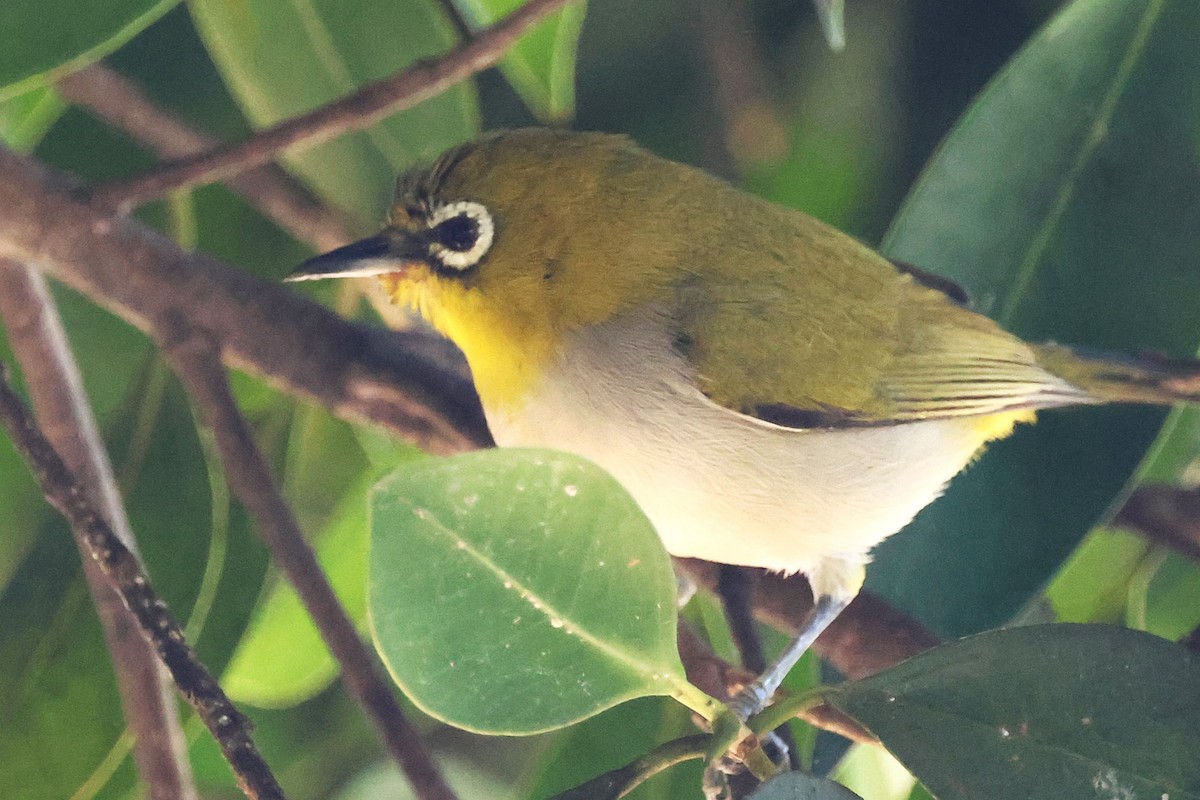 Anteojitos de Swinhoe - ML646711985