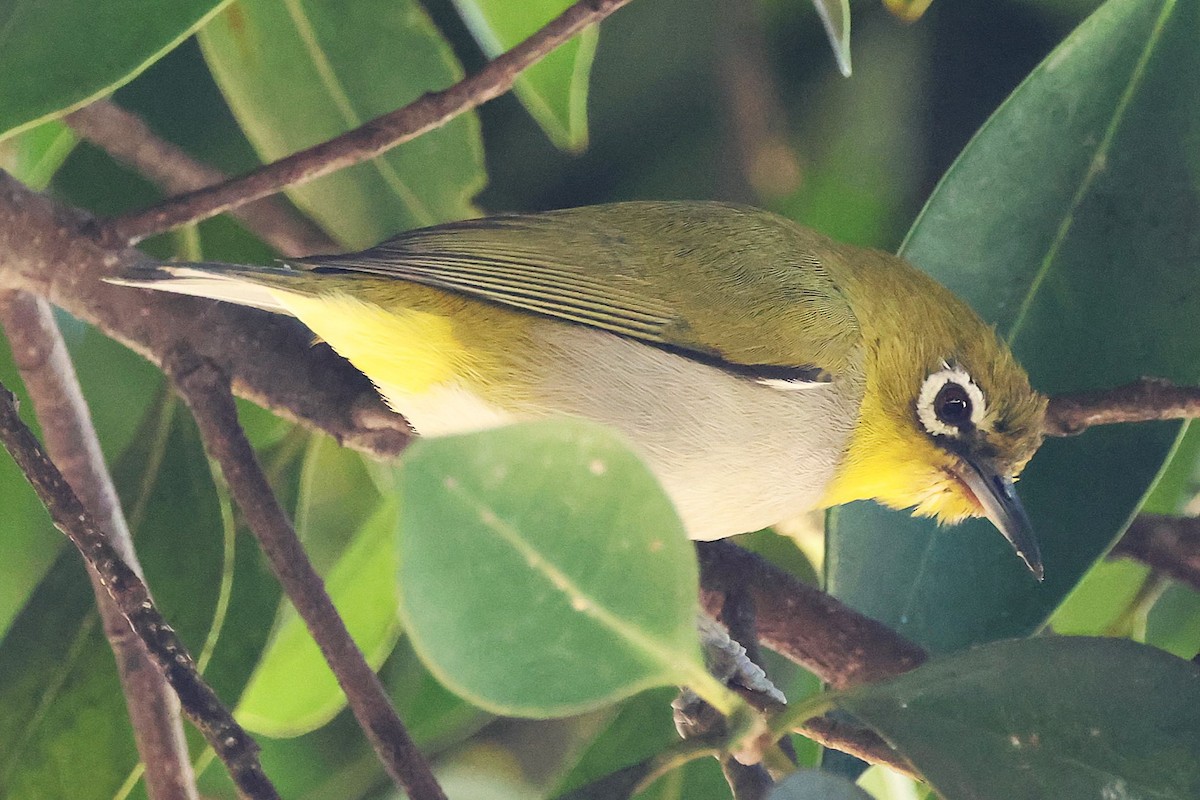 Anteojitos de Swinhoe - ML646711986