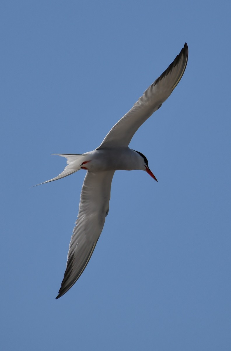 Common Tern - ML646711988