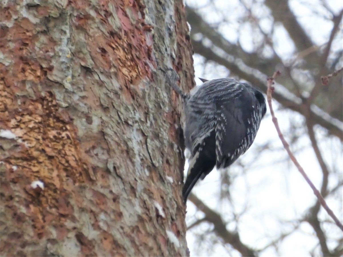 American Three-toed Woodpecker - ML646711991