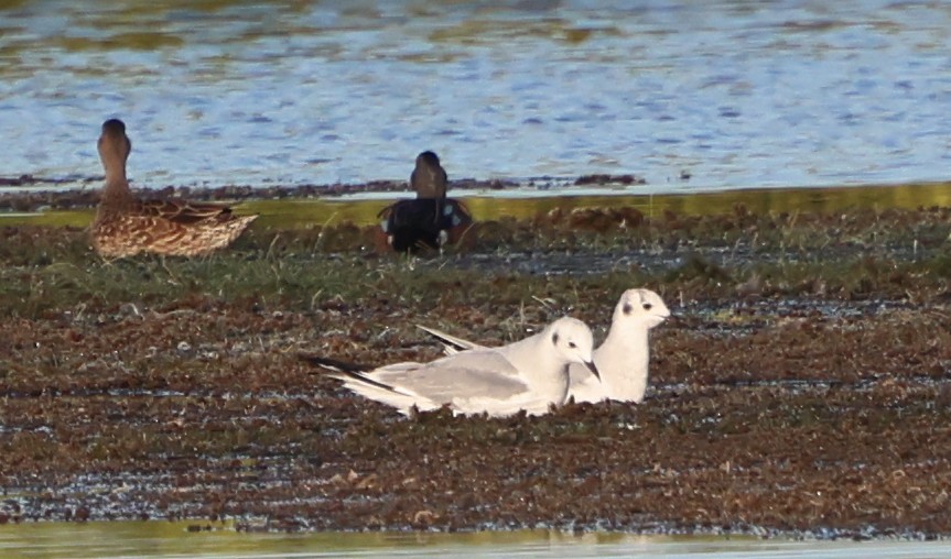 Bonaparte's Gull - ML646711992
