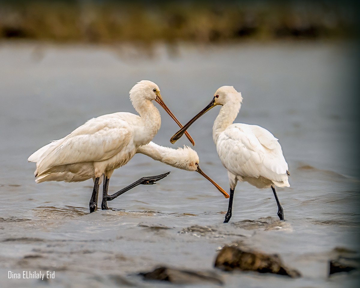 Espátula Común - ML646711994