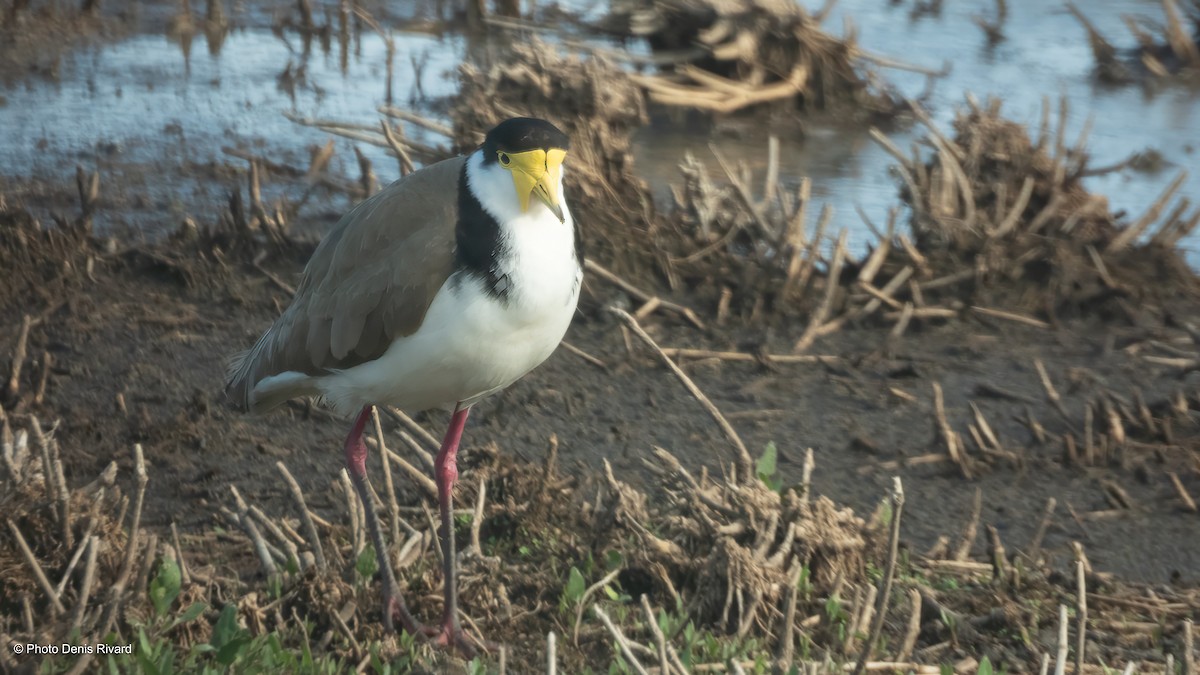 Masked Lapwing - ML646712004