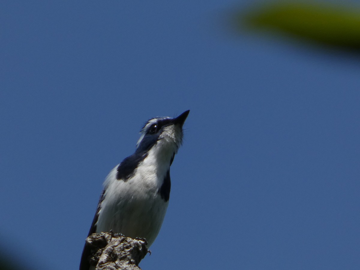 Ultramarine Flycatcher - ML646712010
