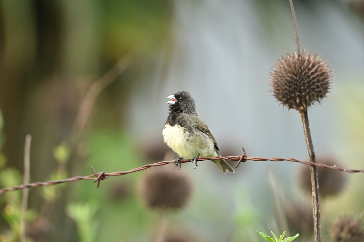 Sporophile à ventre jaune - ML646712011