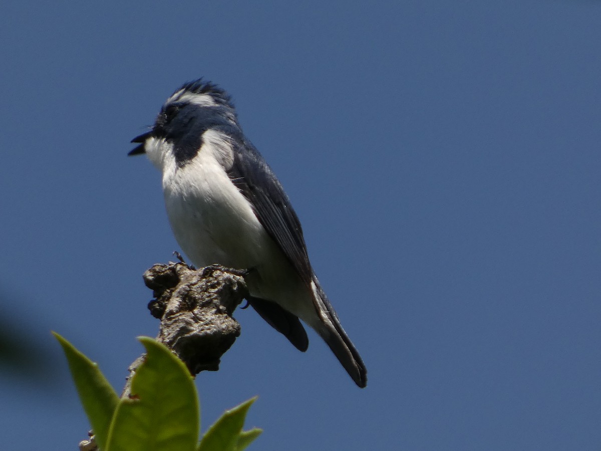 Ultramarine Flycatcher - ML646712012