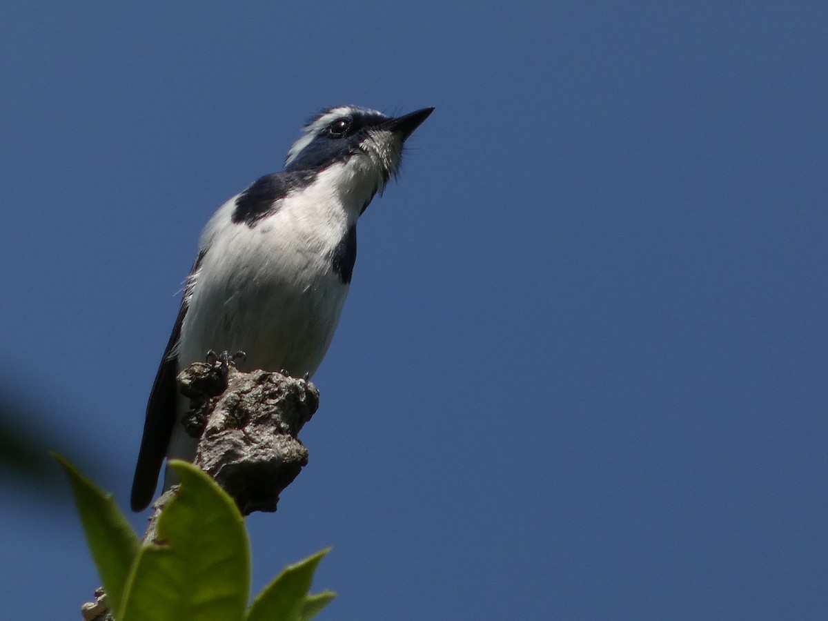 Ultramarine Flycatcher - ML646712015