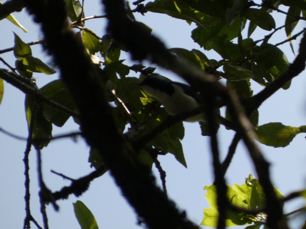 White-browed Shrike-Babbler - ML646712016