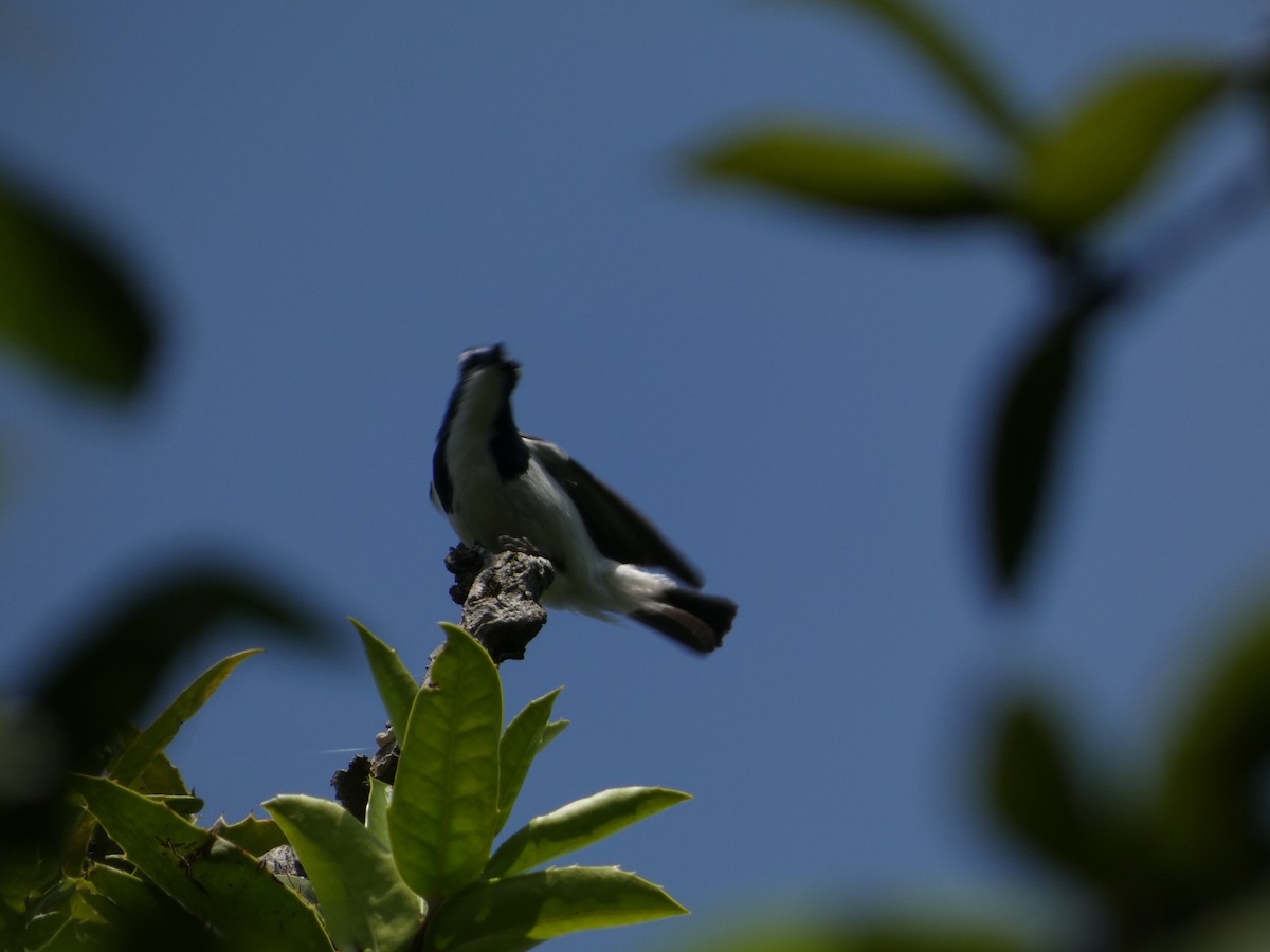 Ultramarine Flycatcher - ML646712017