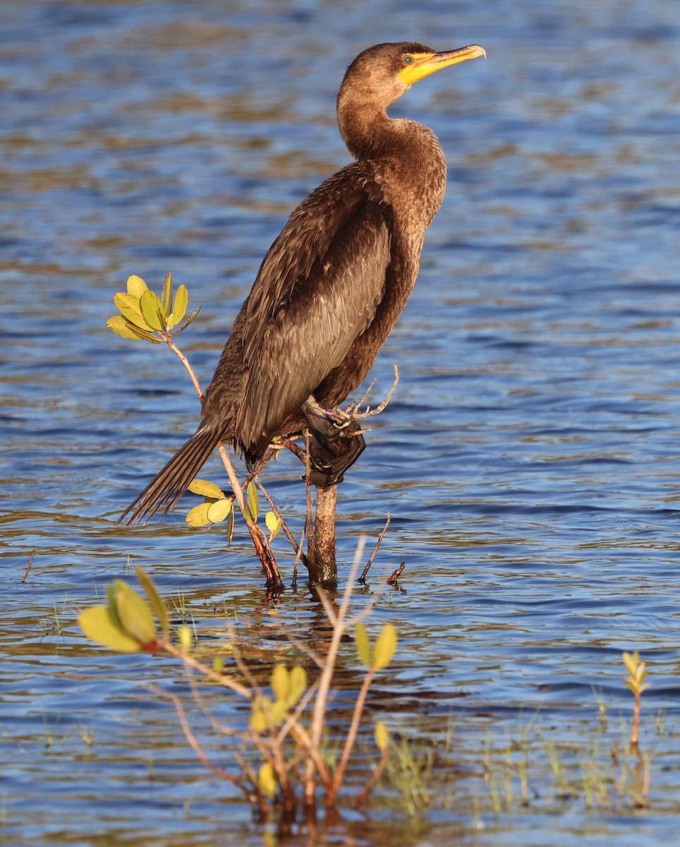 Double-crested Cormorant - ML646712022