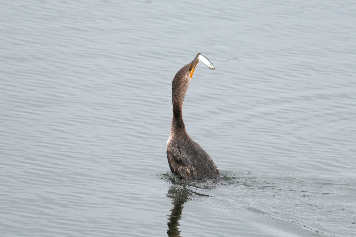 Double-crested Cormorant - ML646712026