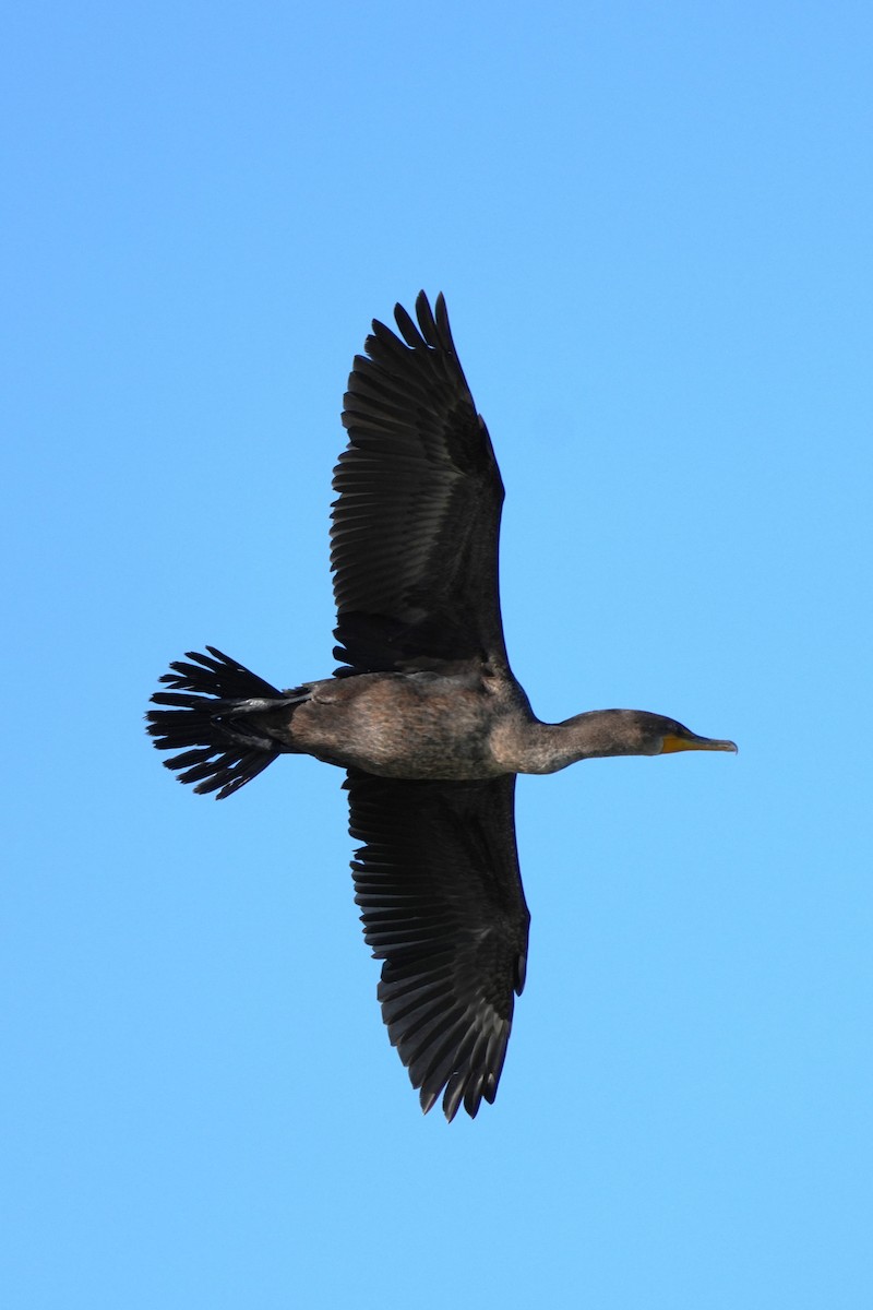 Double-crested Cormorant - ML646712027