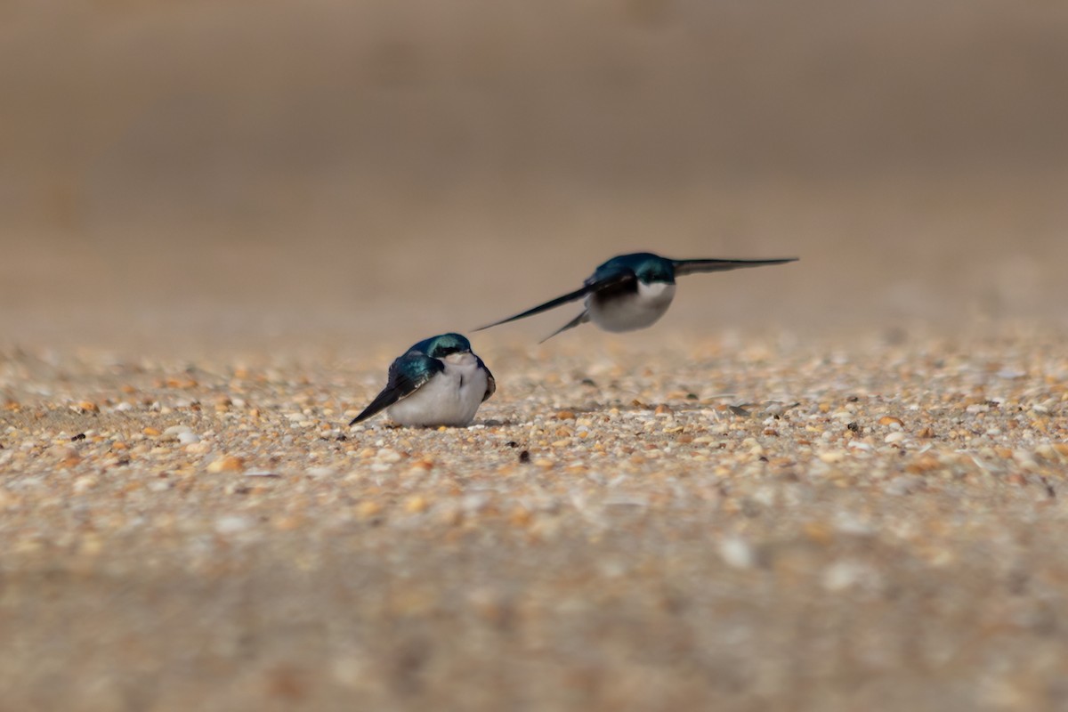 Tree Swallow - ML646712028
