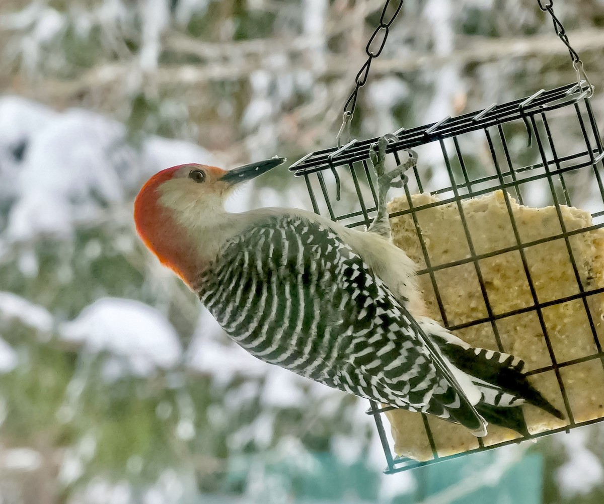 Kızılca Karınlı Ağaçkakan - ML646712029