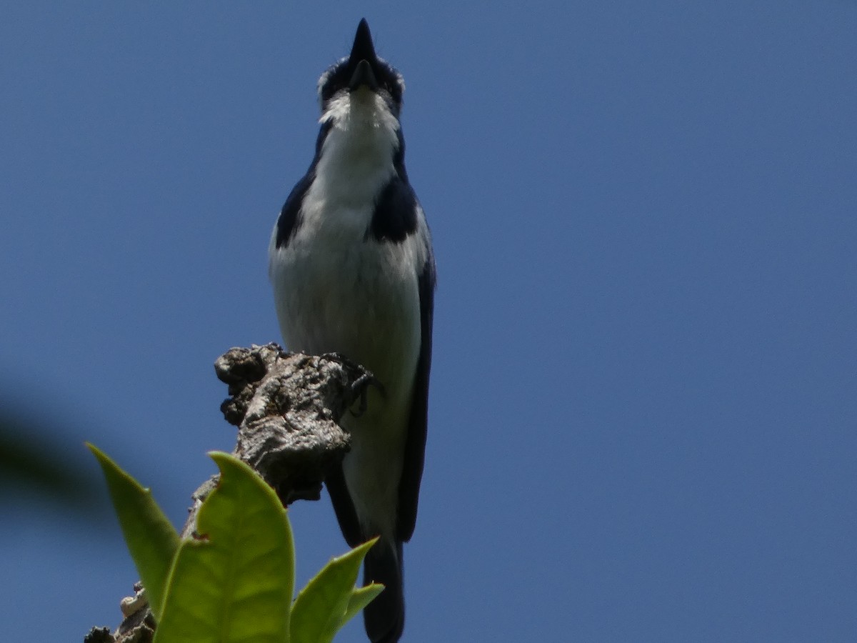 Ultramarine Flycatcher - ML646712034