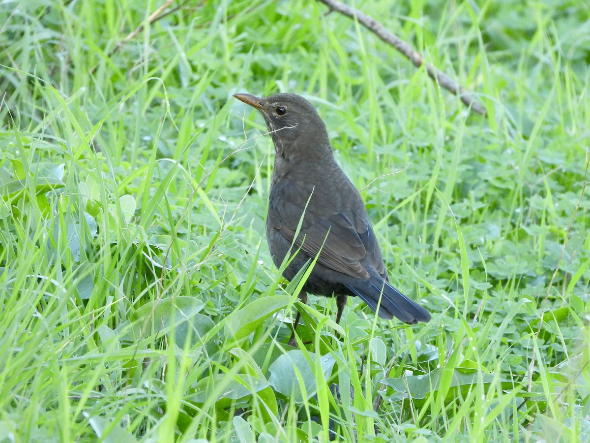 Eurasian Blackbird - ML646712036
