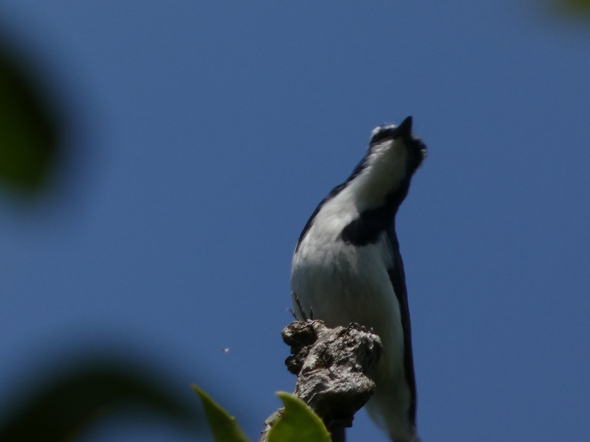 Ultramarine Flycatcher - ML646712037