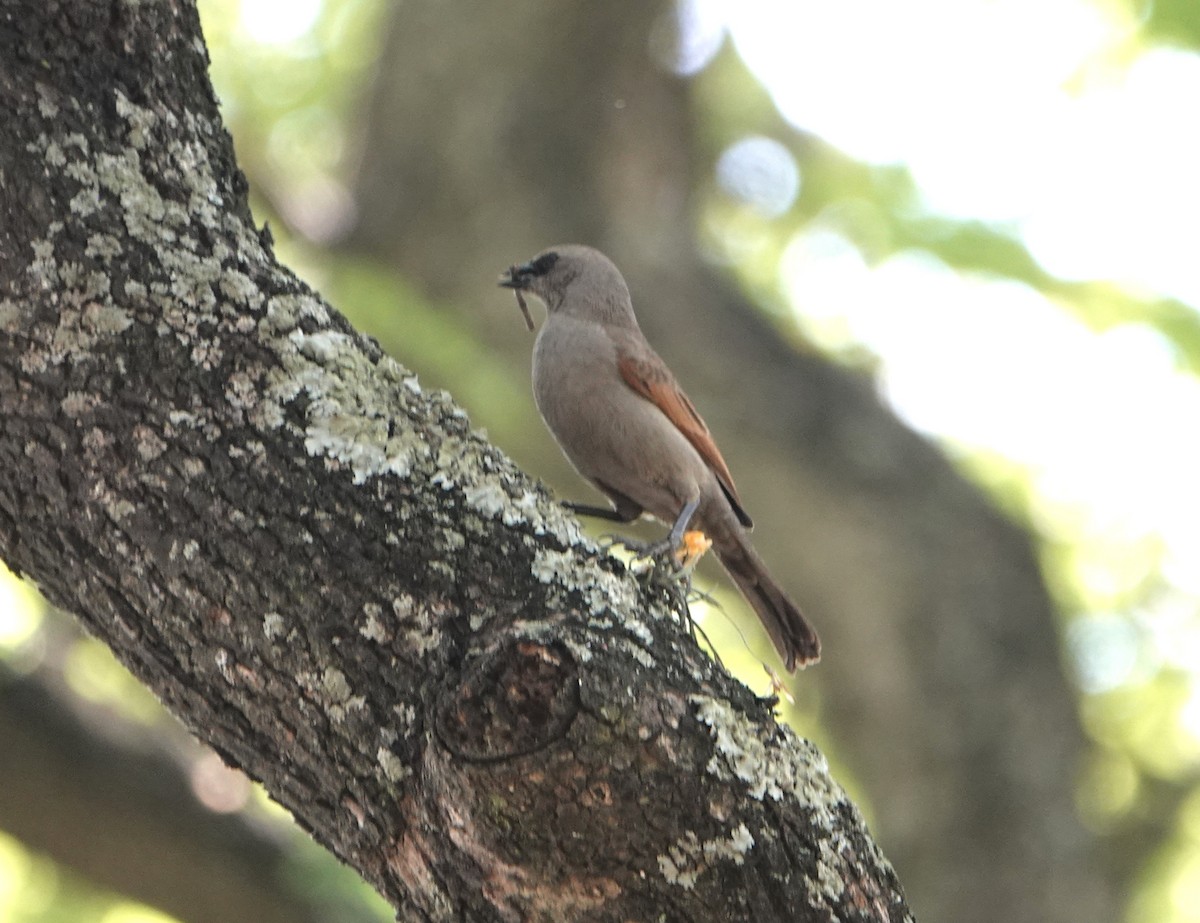 Grayish Baywing - ML646712039