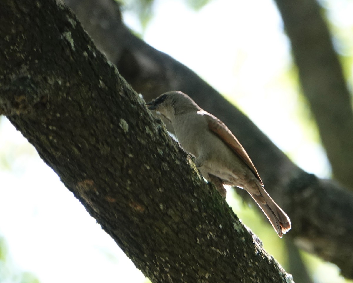 Grayish Baywing - ML646712040