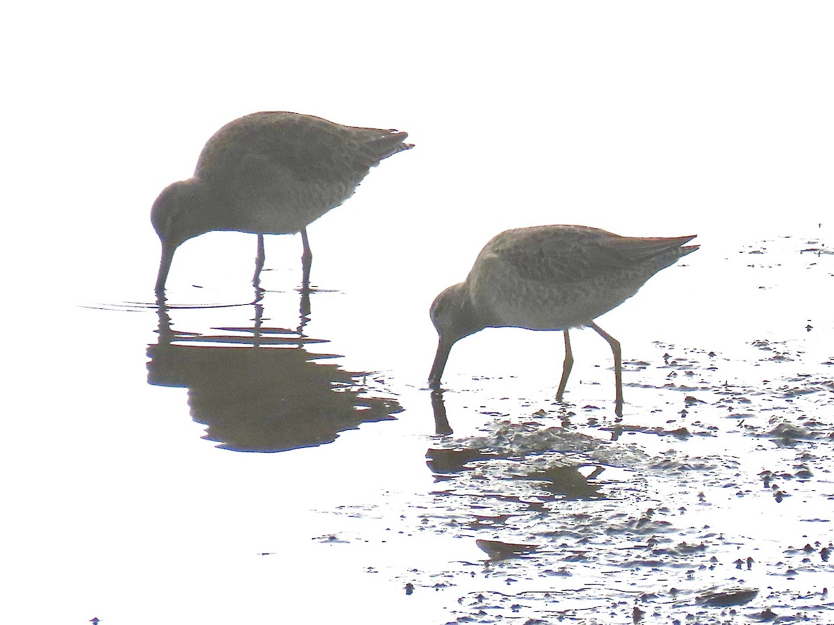 slukovec dlouhozobý - ML646712041