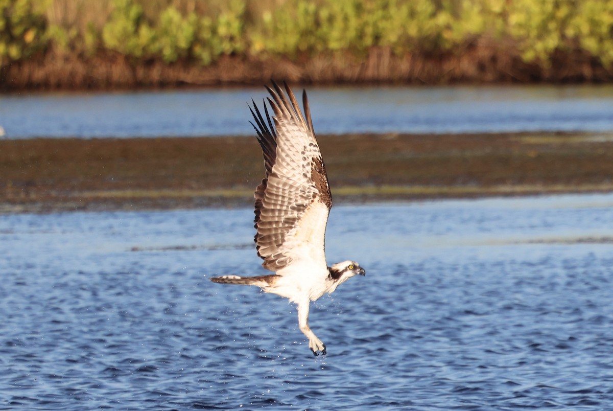 Osprey - ML646712042